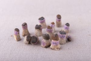 Muzei251_Гипсови пънчета и обвивни коронки изработени по метода на щанцоване